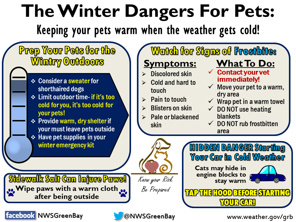 How Cold Is Too Cold For Dogs In A Car